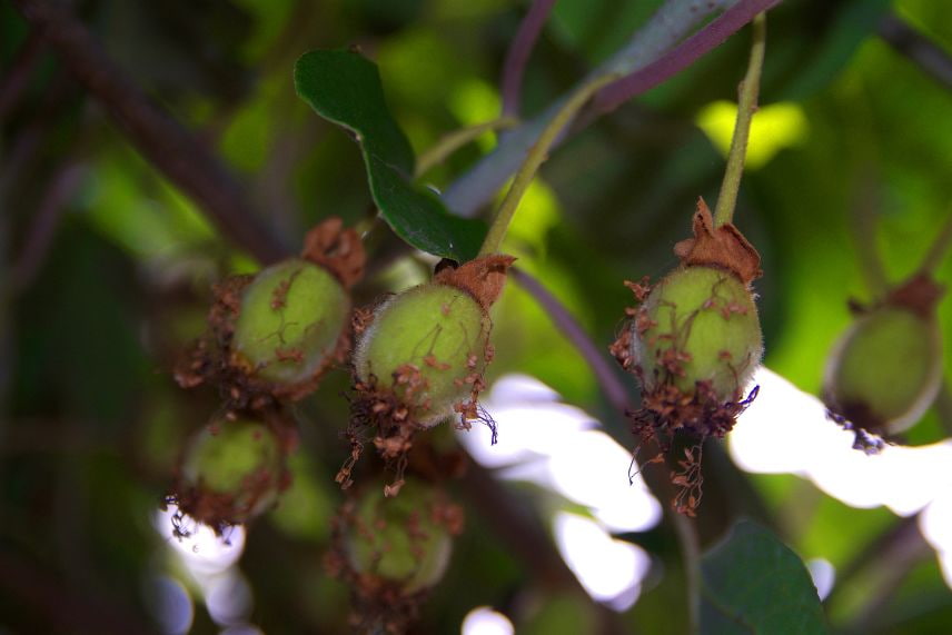 kiwi choix variété