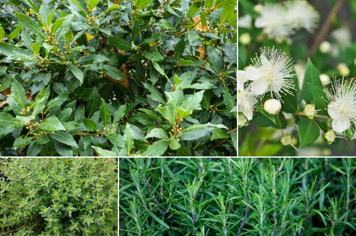 bay laurel planting combination
