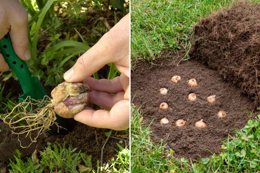 plantation de bulbes en masse