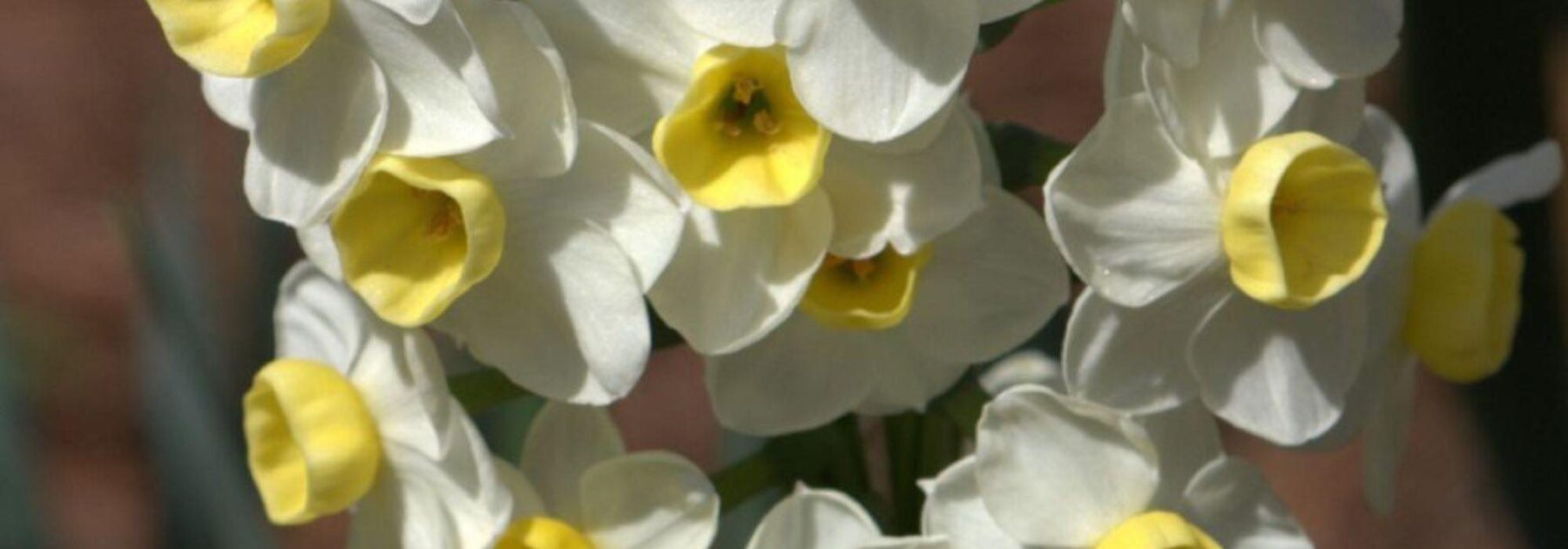 7 narcisses à fleurs bicolores à avoir dans son jardin