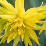 7 narcisses à fleurs jaunes pour célébrer le printemps