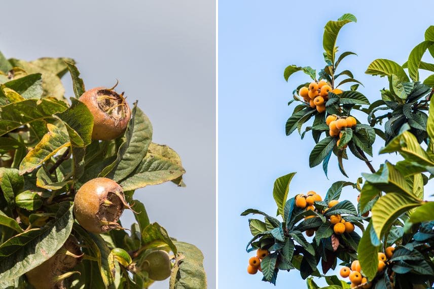 fruits qui résistent au froid hivernal