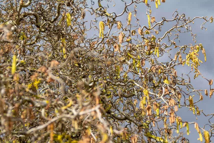 un petit arbre qui pousse sur le sol sombre dans la nature pour planter des  arbres, et une jeune plante qui grandit à la lumière du matin sur fond de  nature 13796320