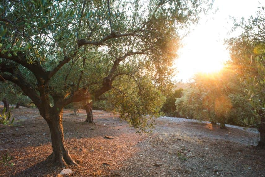 arbre sol caillouteux