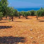 5 arbres pour un sol caillouteux