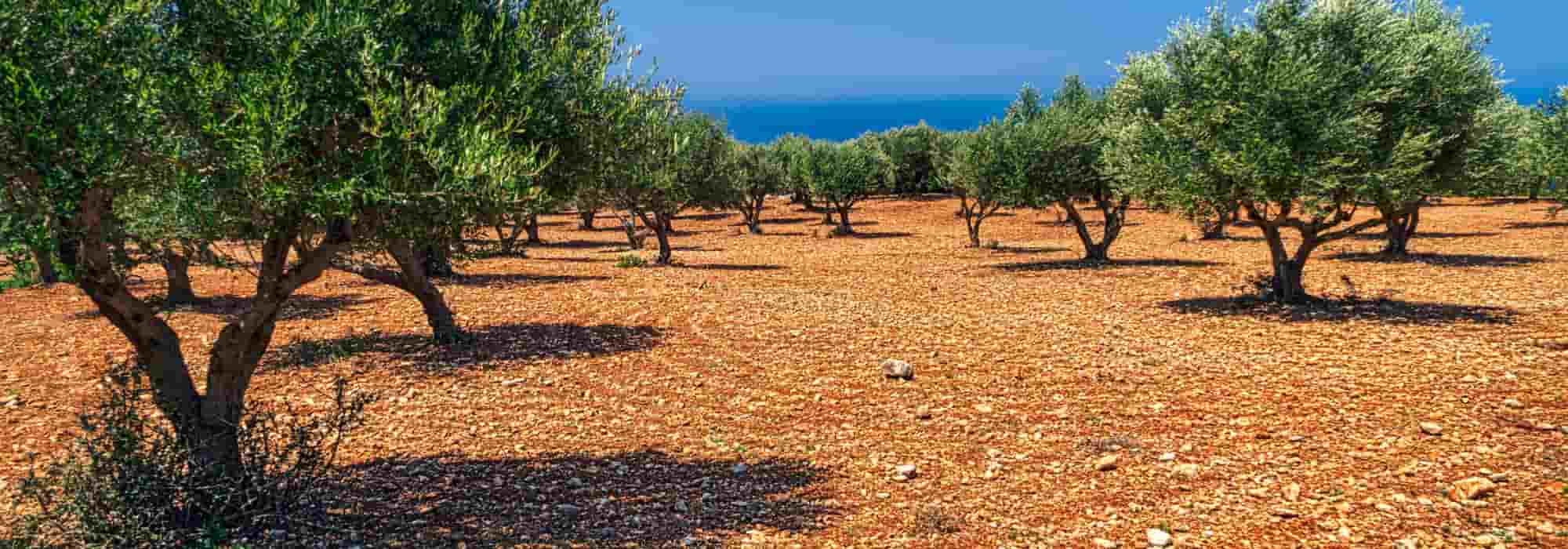 5 arbres pour un sol caillouteux