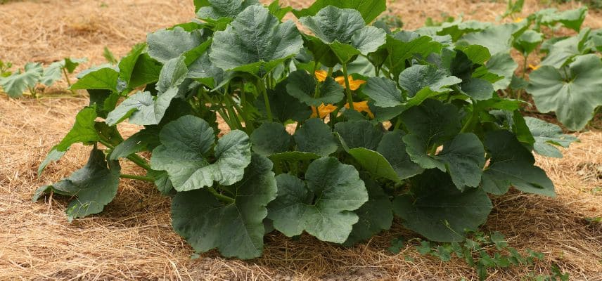 pailler les plants au potager