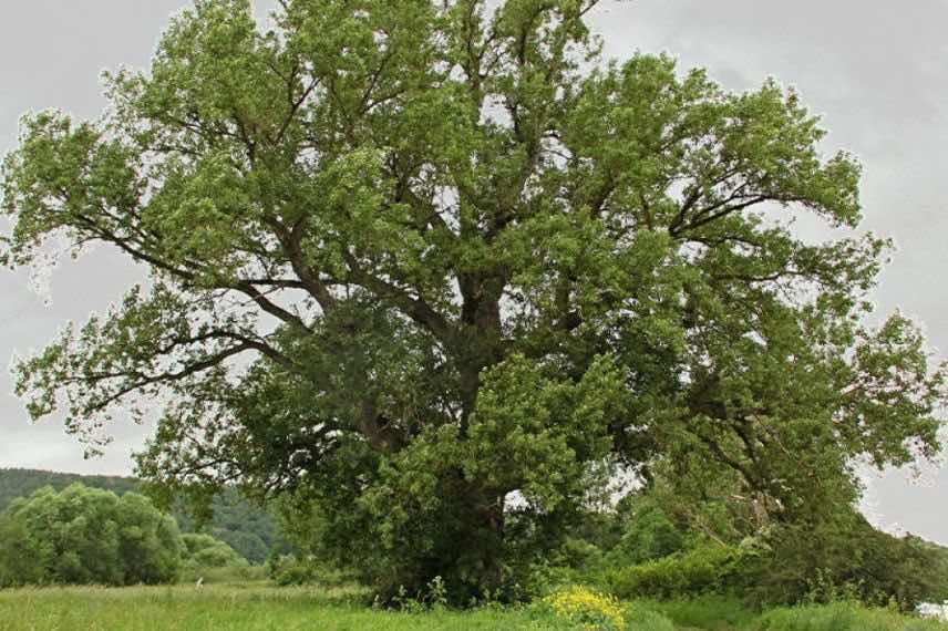 populus