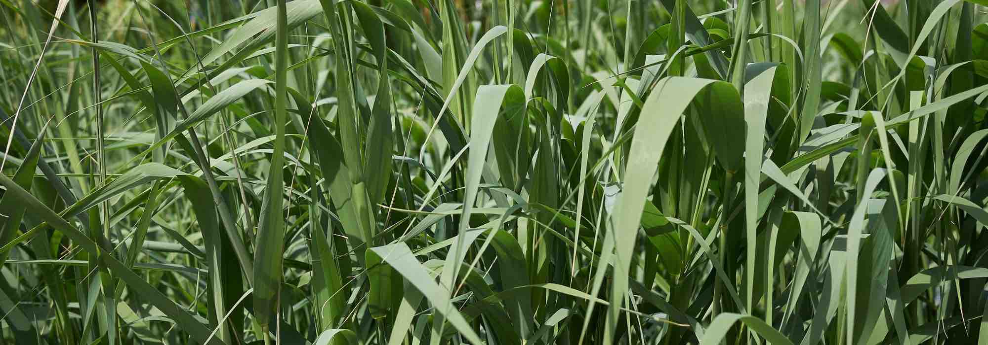 Quelles plantes choisir pour la phytoépuration ?