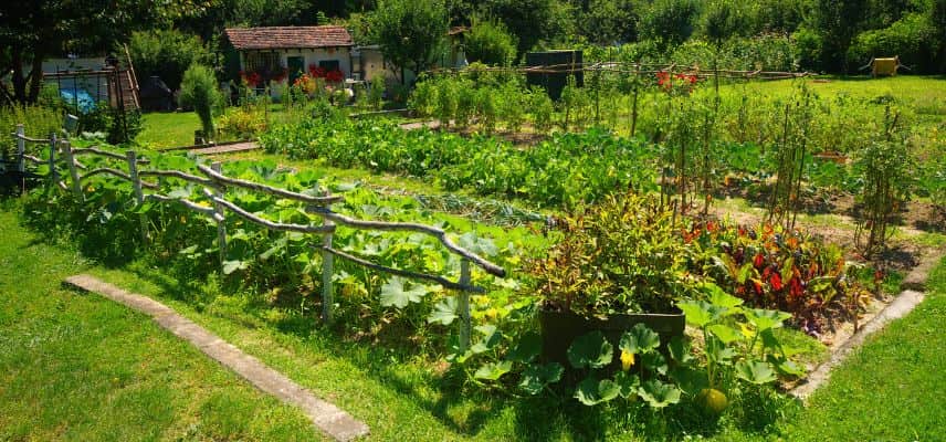 un potager resilient