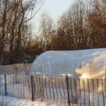 Les légumes à semer et planter en hiver