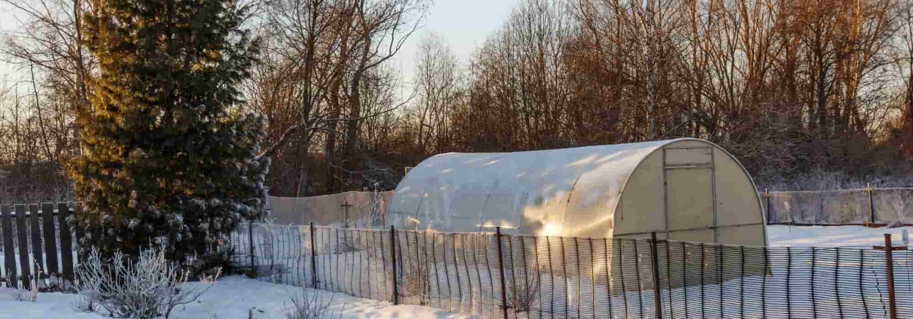 Les légumes à semer et planter en hiver