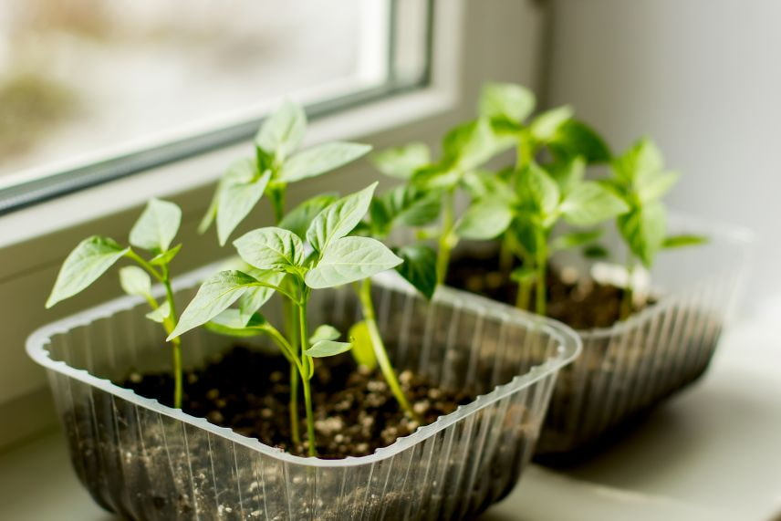 potager hiver