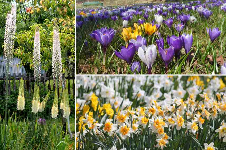 La densité des bulbes : combien en planter dans un massif ?