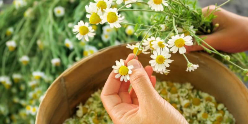 Plantes pour lotion capillaire : Matricaria recutita