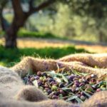 Comment récolter et conserver les olives ?