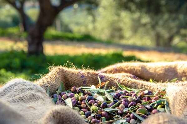 Comment récolter et conserver les olives ?