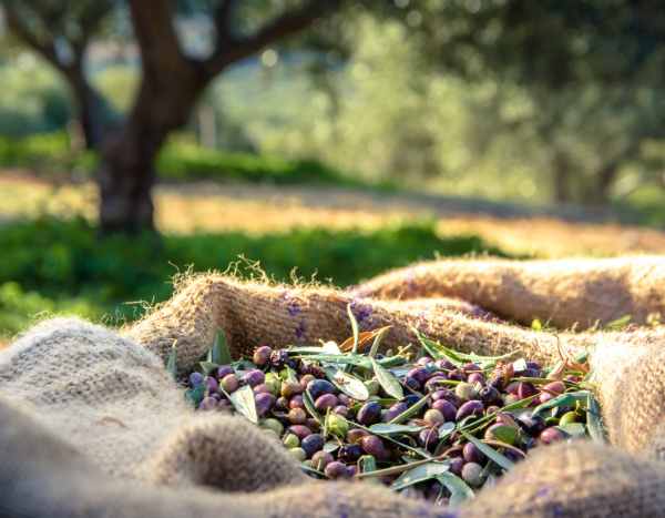 Comment récolter et conserver les olives ?