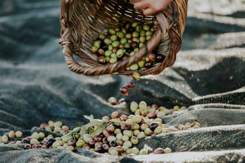 Pince à cornichons en bois d'olivier - Provence-Olivier