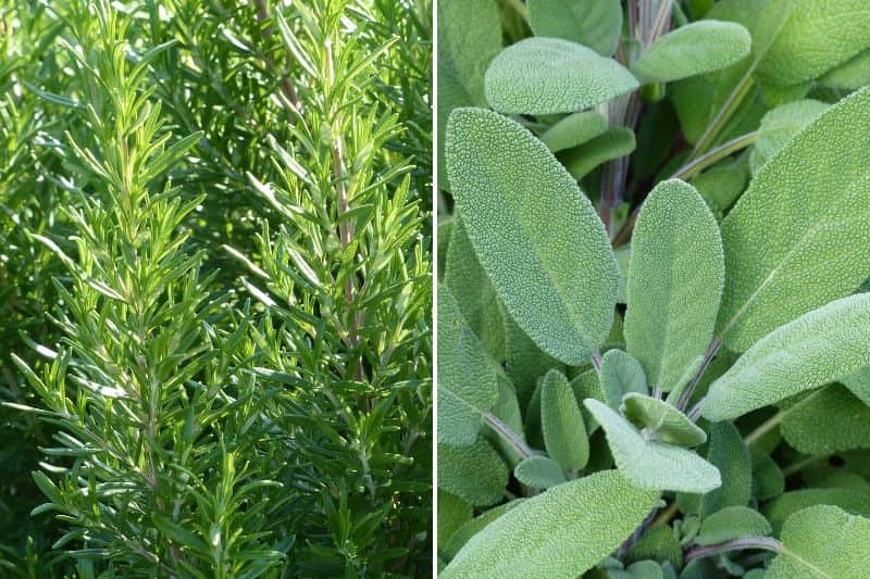 Plantes pour soigner le rhume : Rosmarinus et Salvia officinalis