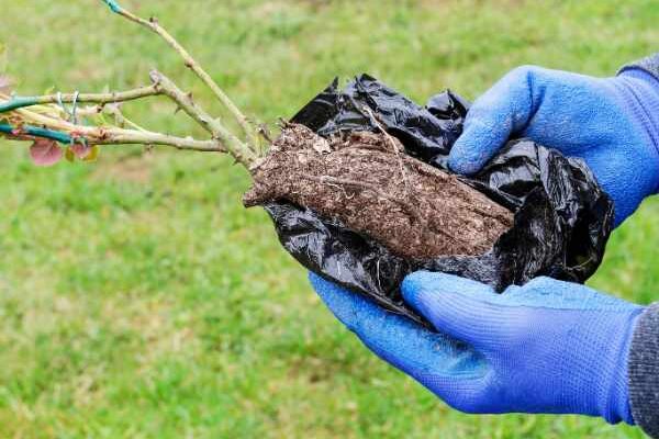 Rosiers en racines nues en motte : le bon compromis