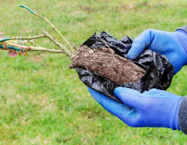 Rosiers en racines nues en motte : le bon compromis