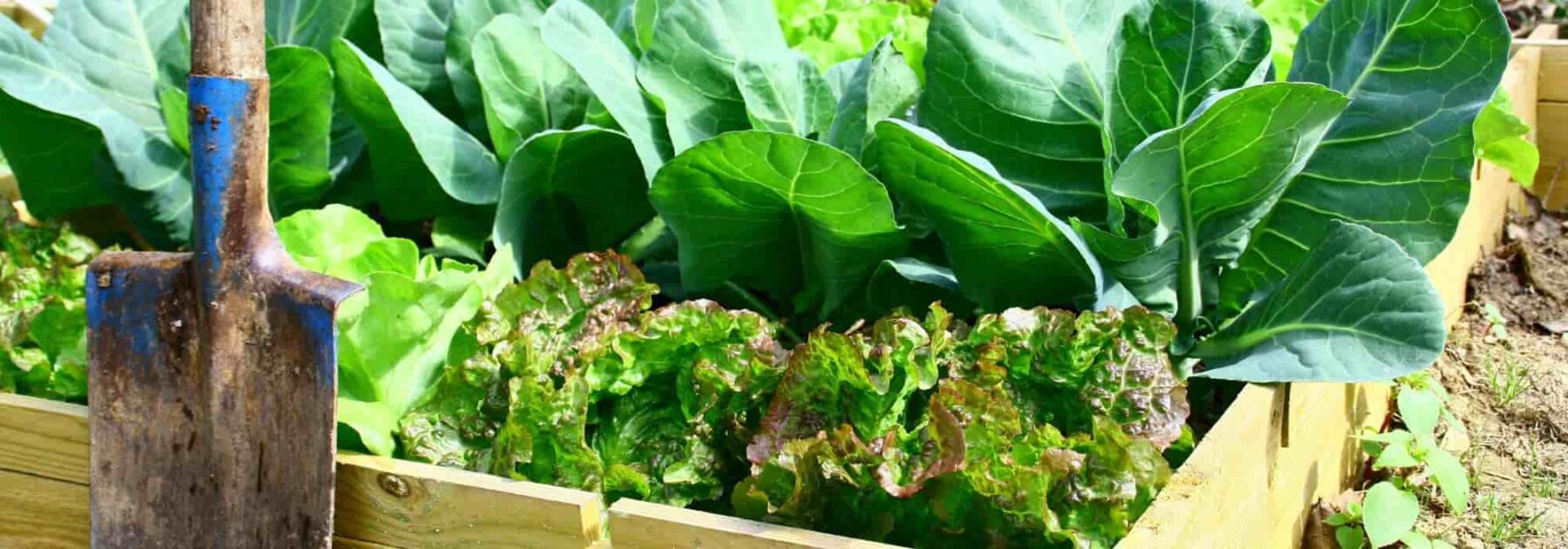 Cultiver des lentilles au potager - Promesse de Fleurs