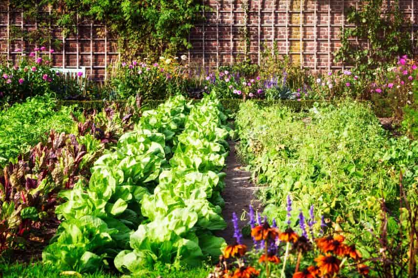 un potager et ses cultures