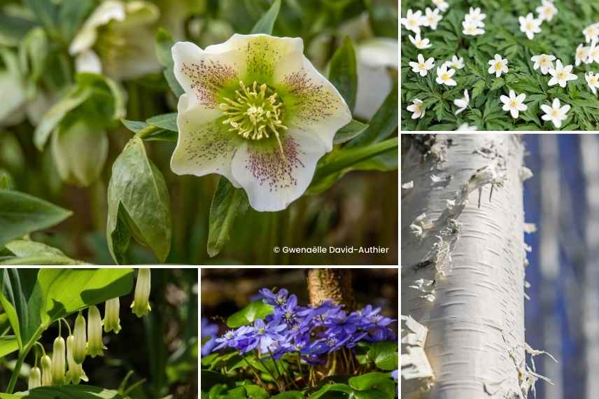 plantes feuillages fleurs sous-bois elegant