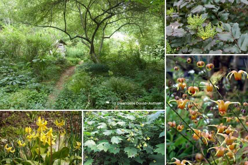 idees sous-bois fleurs jaunes, sous-bois elegant