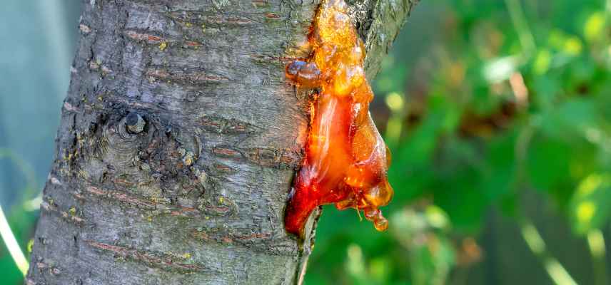 resine sur arbre que faire, symptome maladie resine gommose, cossus cossus gate bois