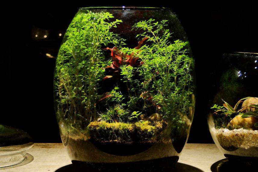 terrarium