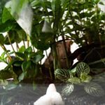 Les plantes incontournables pour un terrarium réussi