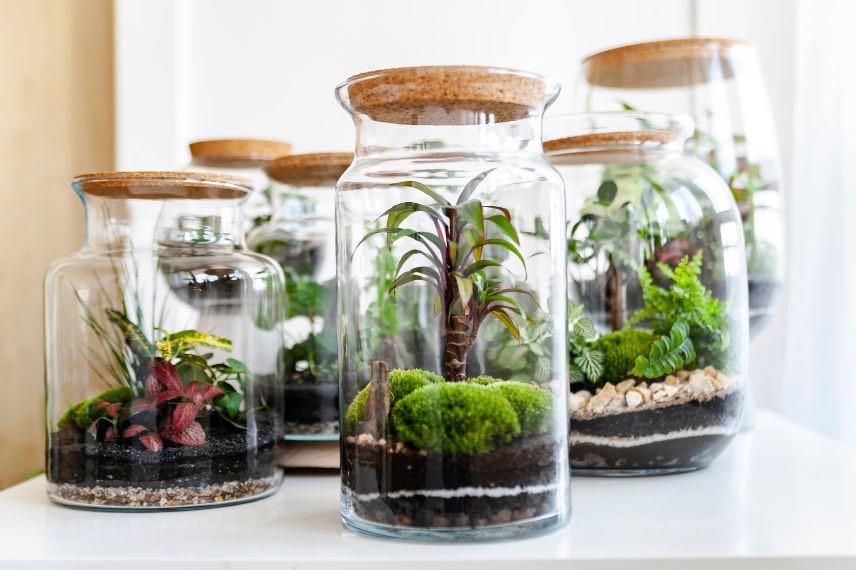 terrarium planté