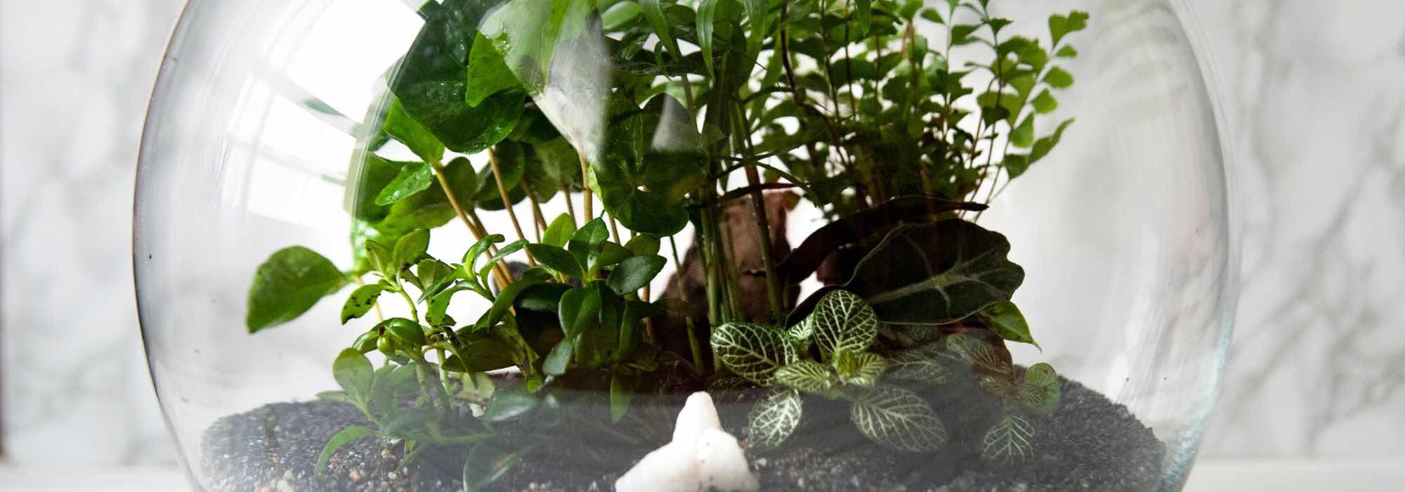 Comment faire un terrarium ? Choix de plantes & entretien