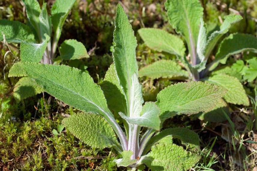 digitalis