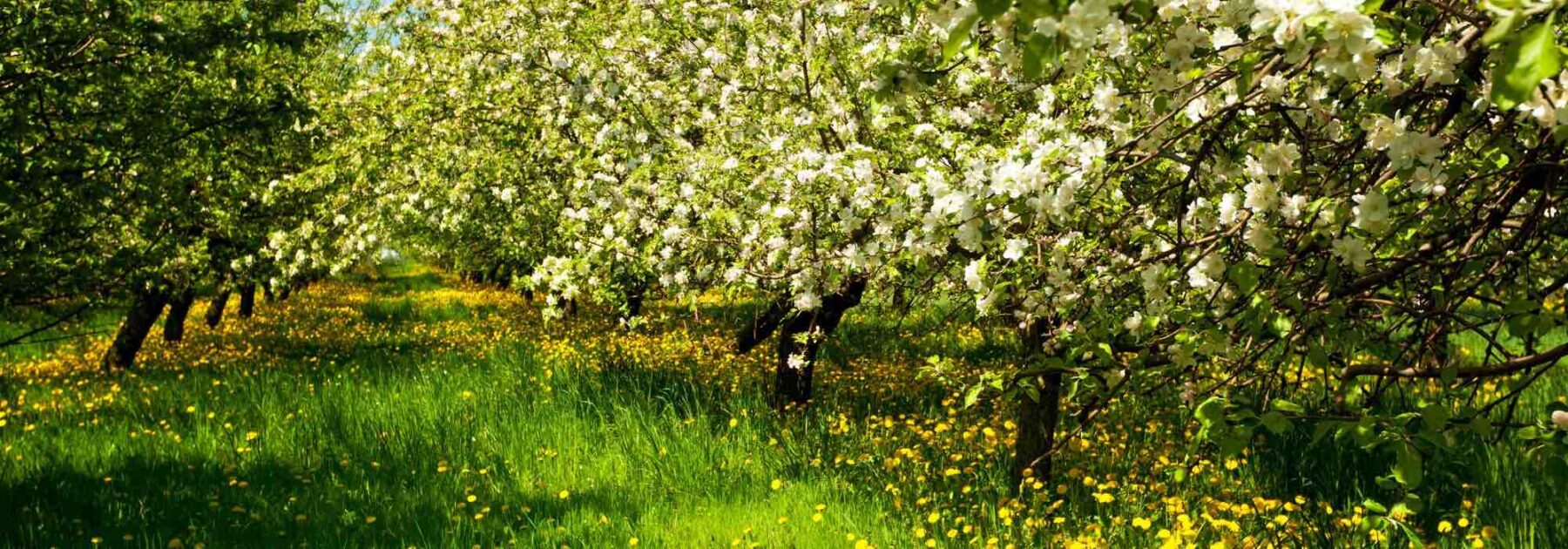 Choisir une variété ancienne et locale d’arbre fruitier