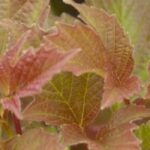 7 viornes aux belles couleurs d'automne