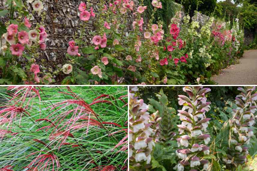 un jardin fleuri longtemps et economique