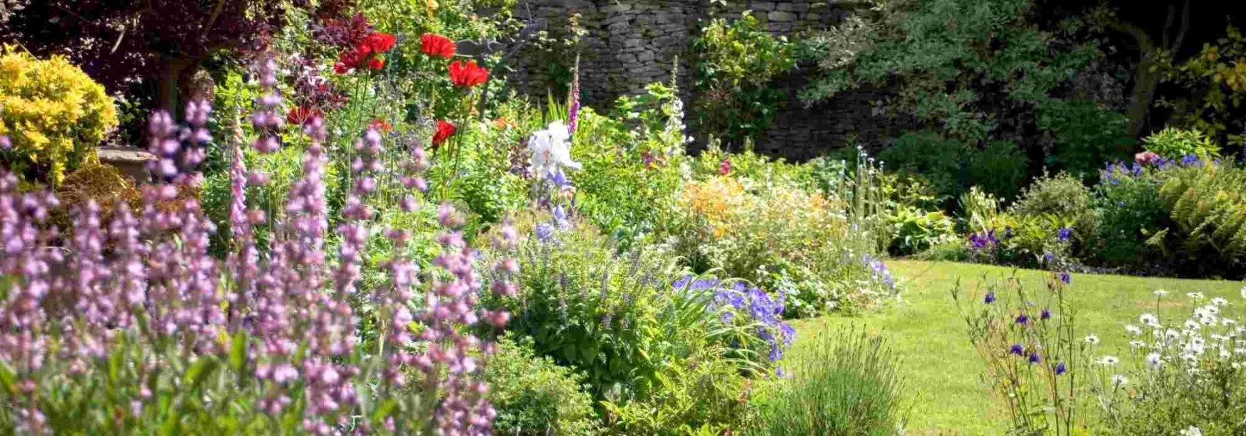 Comment fleurir son jardin à petit prix grâce aux plantes vivaces ?