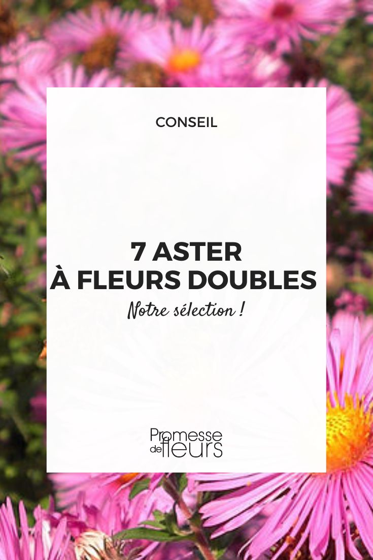 Les asters à fleurs doubles