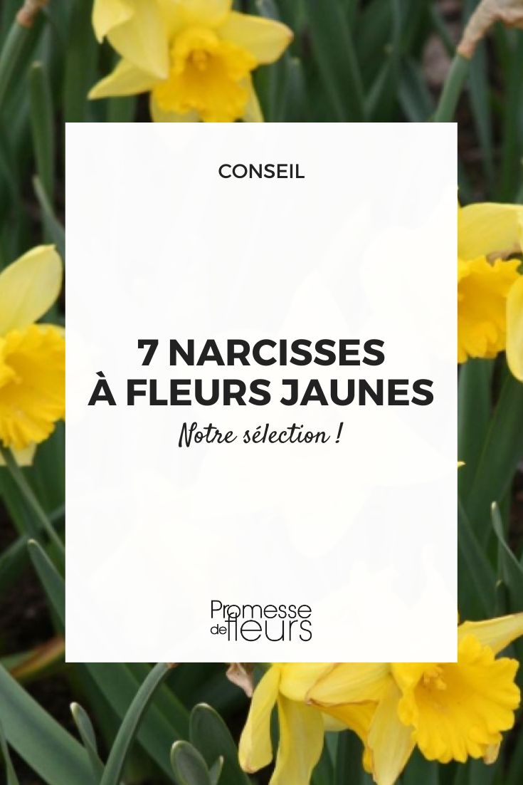 narcisse 'Camelot'