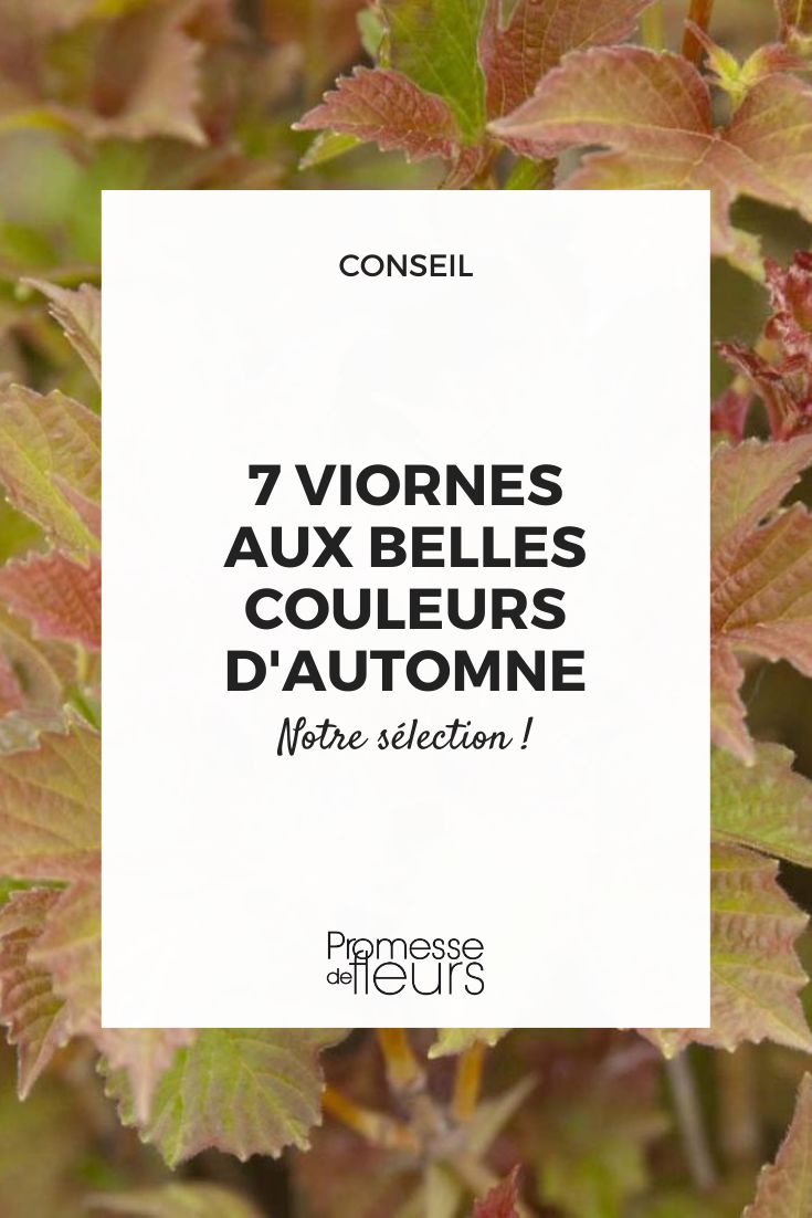 7 viornes aux belles couleurs d'automne (1) Viburnum-trilobum-Bailey-Compact-84385