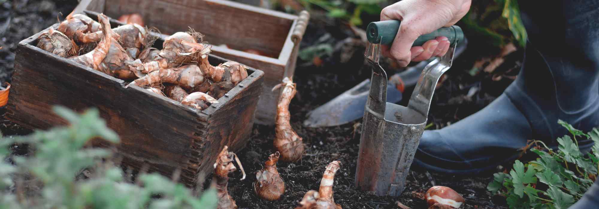 À quoi sert un plantoir à bulbes ?