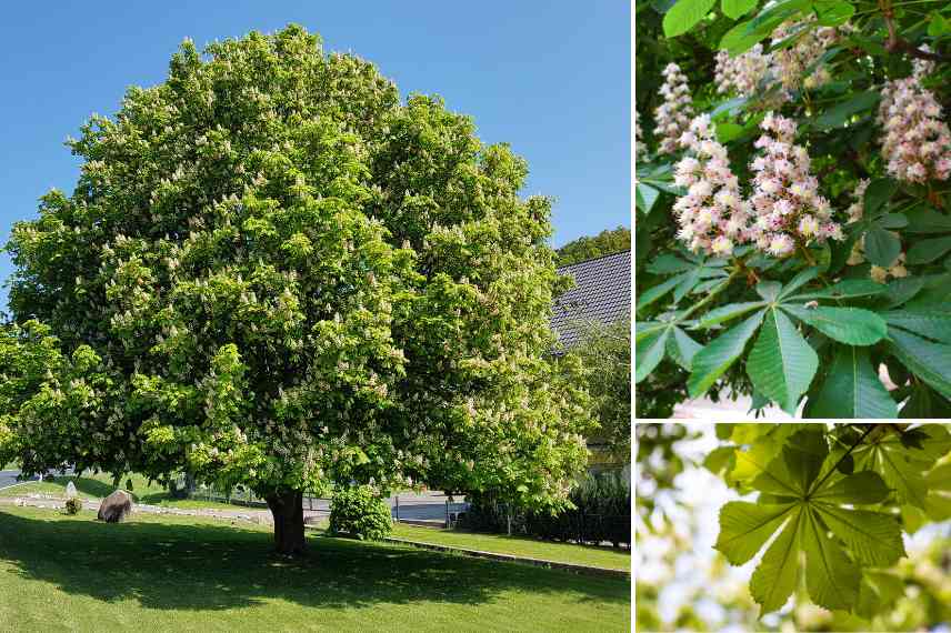 arbre prix abordable peu cher