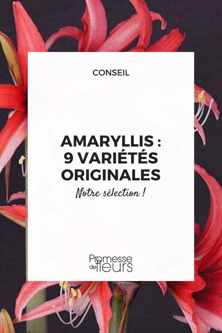Amaryllis 'Rose Cybister'