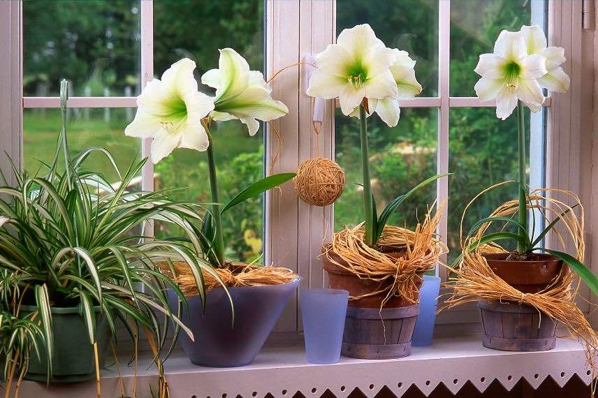 Amaryllis blancs en pot