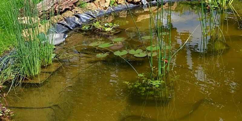 Installation de plantes aquatiques dans un bassin, en pots percés et immergés