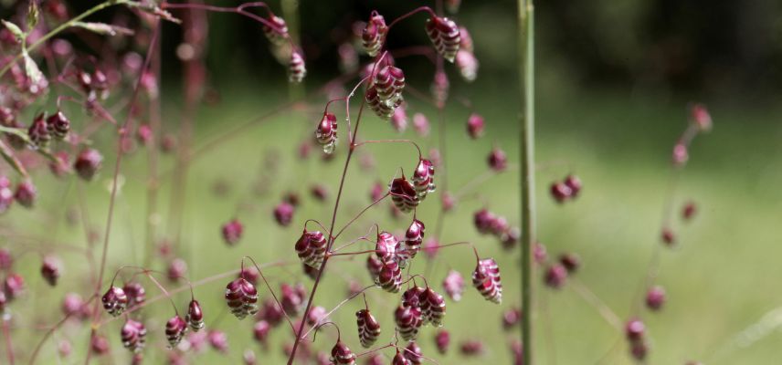 spicules