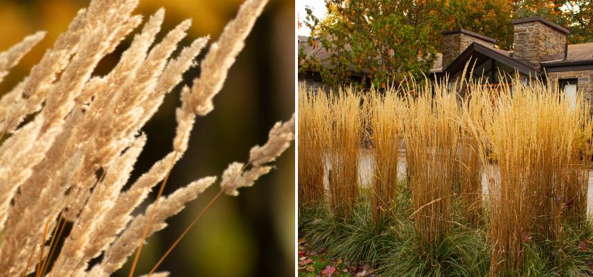 Inflorescence Calamagrostis 'Karl Foerster'